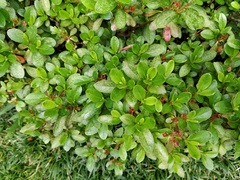 Rhododendron obtusum