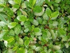 Rhododendron obtusum