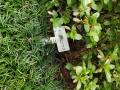 Rhododendron obtusum