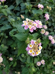 Lantana camara