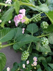 Lantana camara