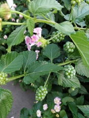 Lantana camara