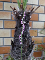 Spiranthes australis