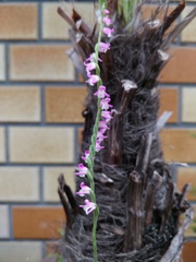 Spiranthes australis