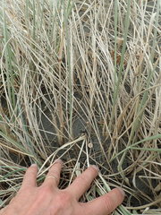 Paramarasmius mesosporus