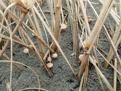 Paramarasmius mesosporus