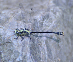 Octogomphus specularis