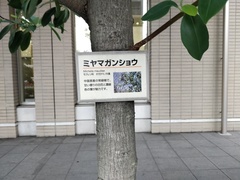 Magnolia maudiae