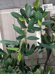 Magnolia maudiae