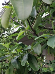 Magnolia maudiae
