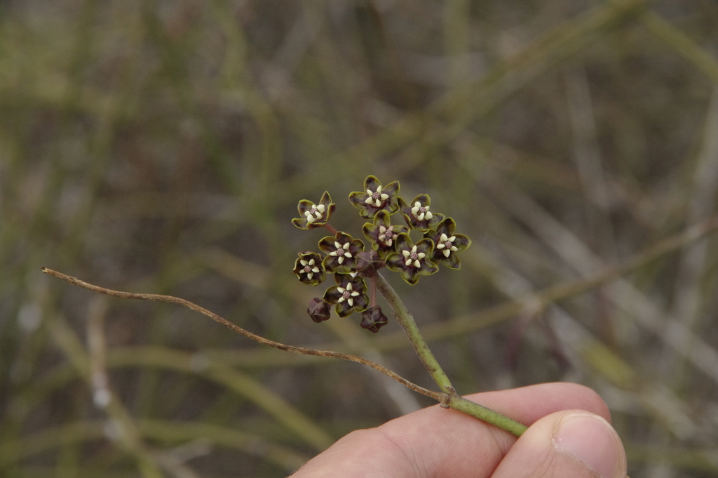 Funastrum angustissimum