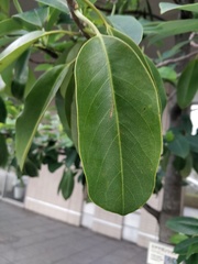 Magnolia maudiae