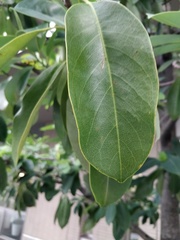 Magnolia maudiae