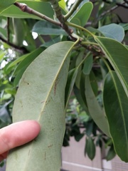 Magnolia maudiae