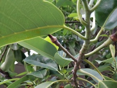 Magnolia maudiae