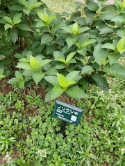 Hydrangea paniculata