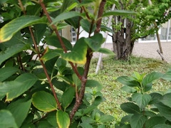 Hydrangea paniculata