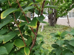 Hydrangea paniculata