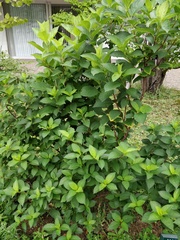 Hydrangea paniculata