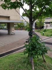 Liquidambar styraciflua