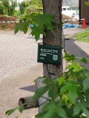 Liquidambar styraciflua