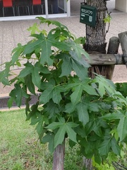 Liquidambar styraciflua