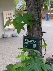 Liquidambar styraciflua