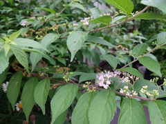 Callicarpa japonica