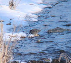Gallinago solitaria