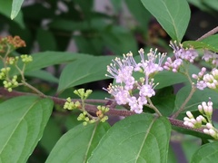 Callicarpa japonica