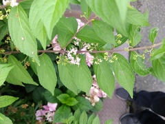 Callicarpa japonica