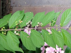 Callicarpa japonica