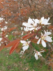 Amelanchier × lamarckii