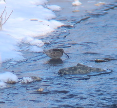 Gallinago solitaria