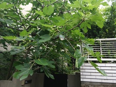 Ficus carica