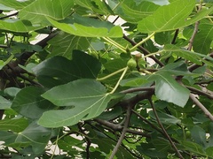 Ficus carica