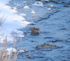 Gallinago solitaria