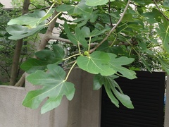 Ficus carica