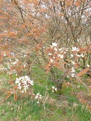 Amelanchier × lamarckii