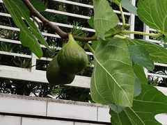 Ficus carica