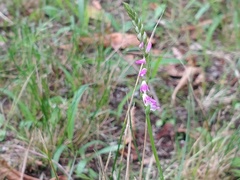 Spiranthes australis