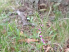 Spiranthes australis