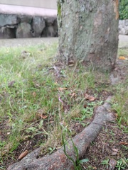 Spiranthes australis