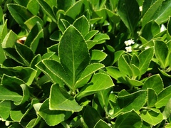 Euonymus japonicus