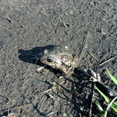 Pelobates vespertinus