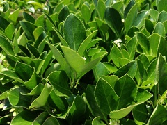Euonymus japonicus