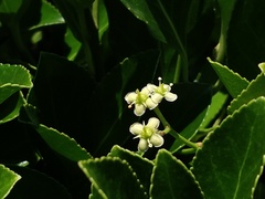 Euonymus japonicus