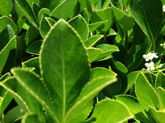 Euonymus japonicus