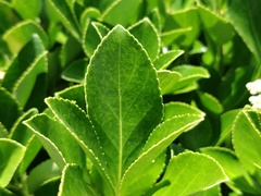 Euonymus japonicus