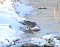 Gallinago solitaria